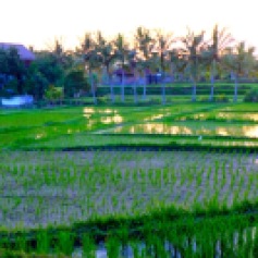 Ubud's rice paddies
